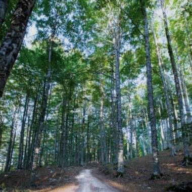 Radici per terra e testa verso il cielo