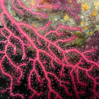 Snorkeling a Palinuro