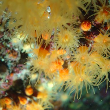 Diving a Palinuro